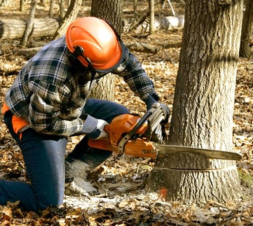 Tree Removal in Tyaskin, MD